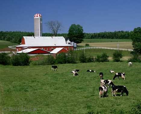 “加拿大农场”的图片搜索结果